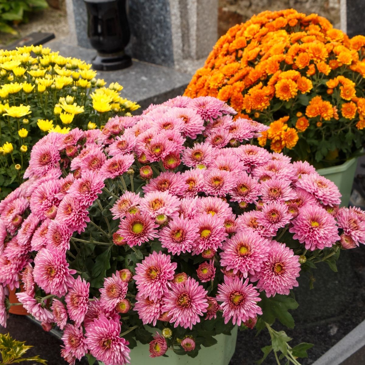 Chrysanthèmes roses, jaunes et orangés disposés au pied d'une pierre tombale en granit, dans un cimetière du Sud Essonne