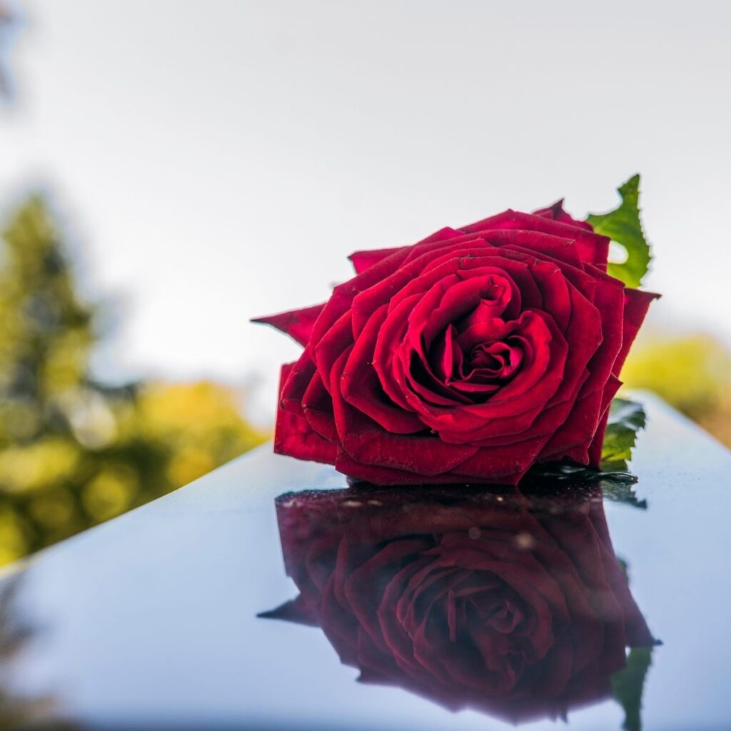 rose rouge posée sur une pierre tombale en granit poli
