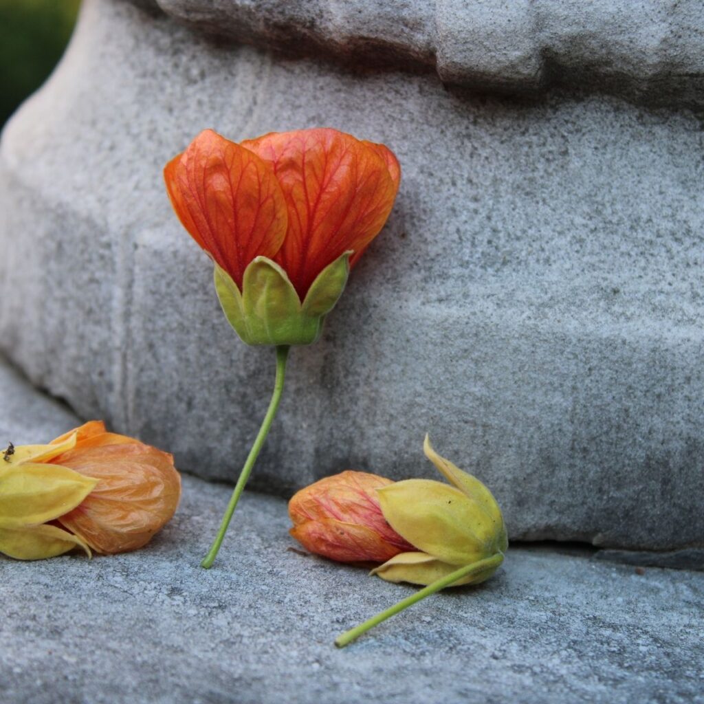 Fleurs orangées posées sur une pierre tombale en Essonne