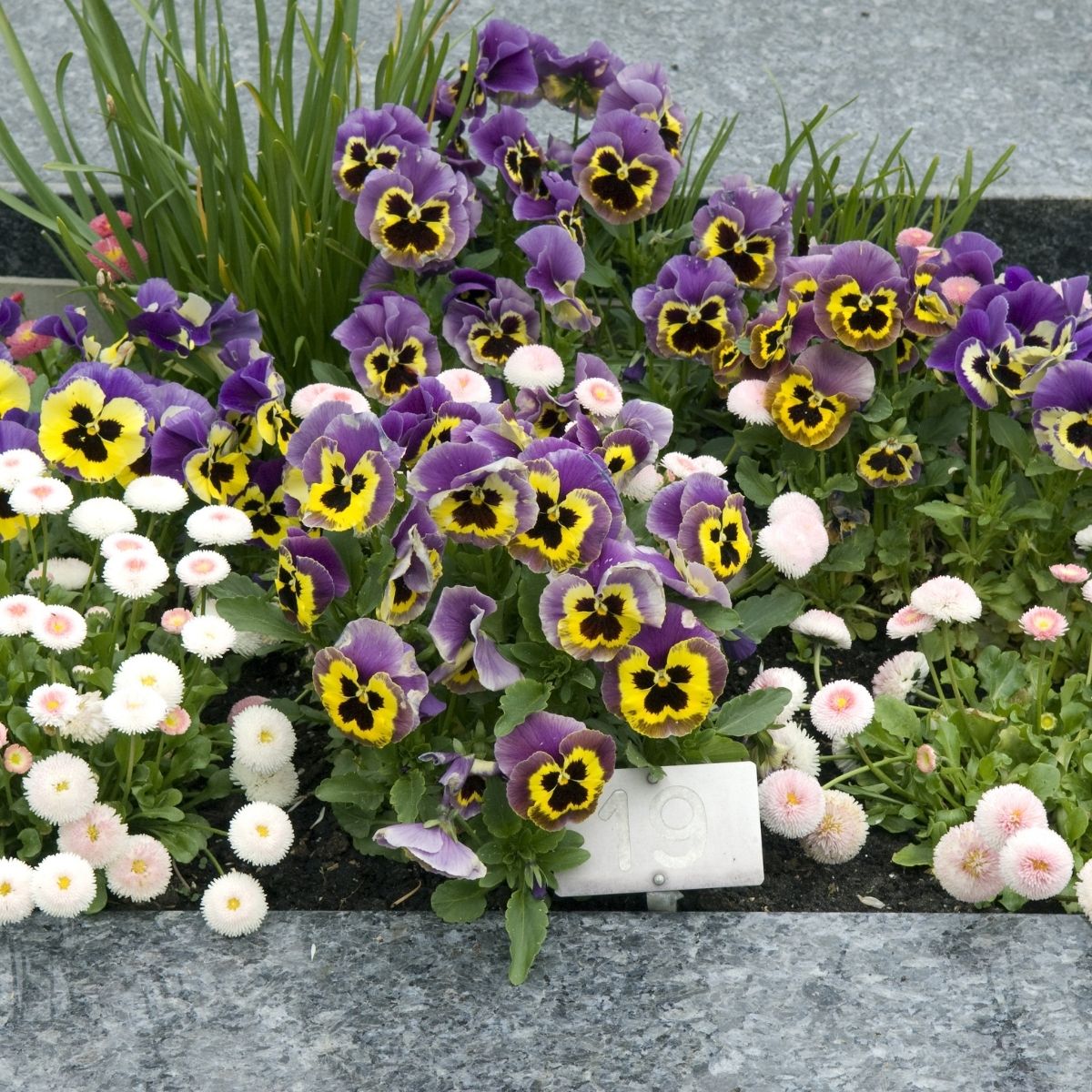 Composition de pensées violettes et jaunes accompagnées de petites fleurs blanches, disposées sur une tombe en pierre, cimetière du Sud Essonne