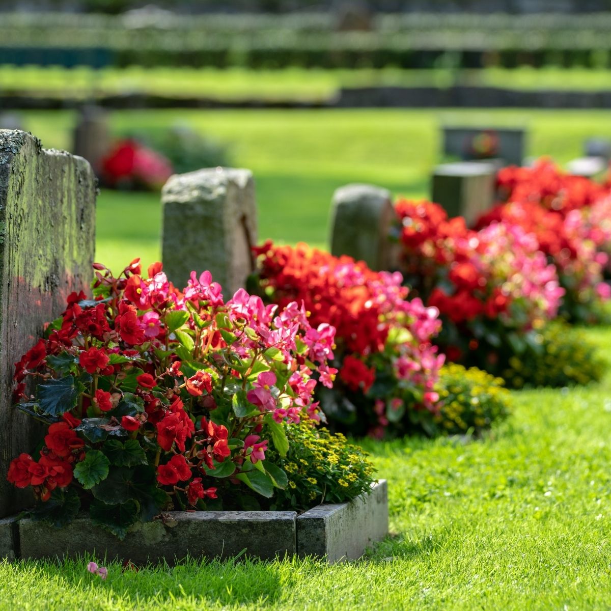 Allée de tombes fleuries de bégonias rouges et roses dans un cimetière bien entretenu