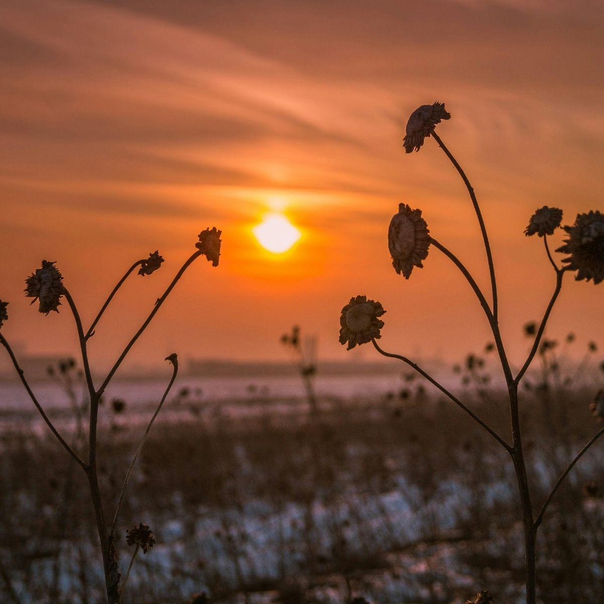 Silhouettes de plantes séchées au coucher du soleil sur un paysage hivernal enneigé