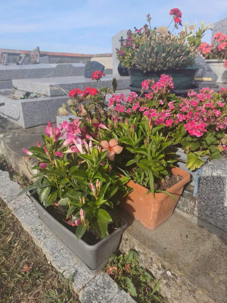 Jardinières fleuries de géraniums et impatiens roses sur une tombe en granit, cimetière en Sud Essonne